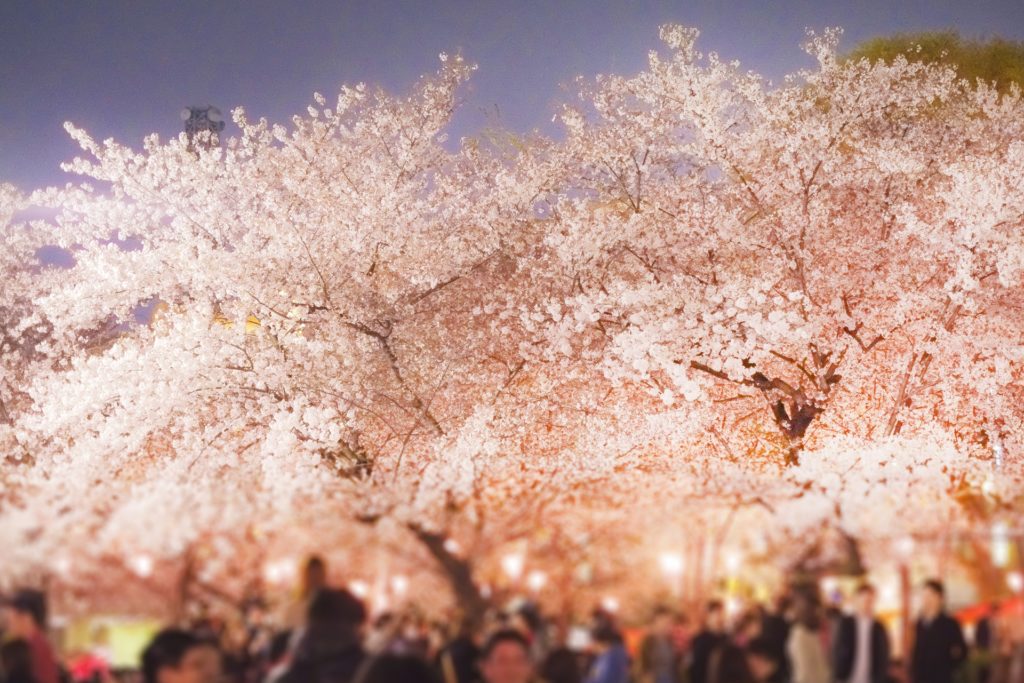 鶴舞公園桜まつり