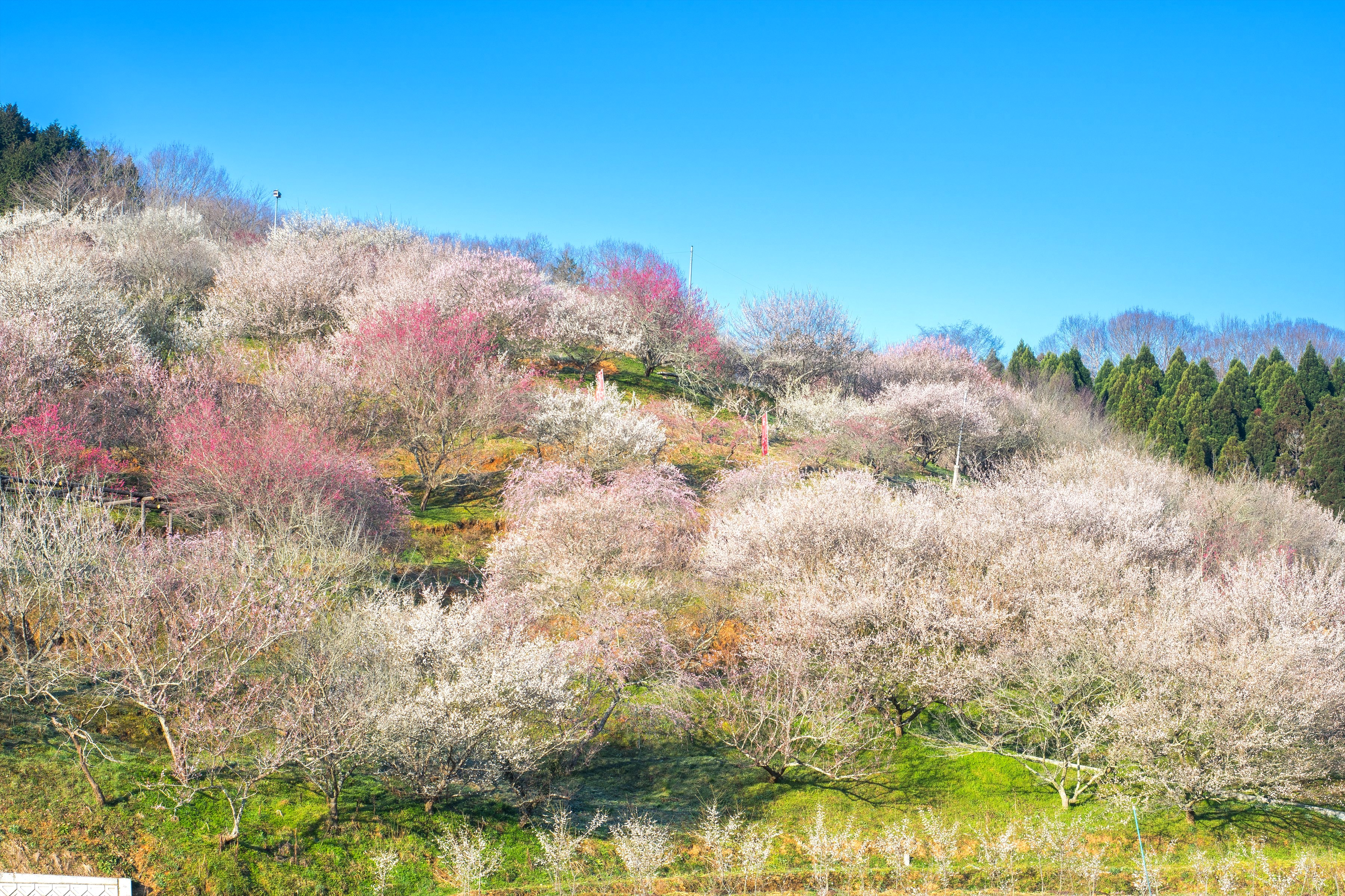 津山市神代梅の里公園 梅まつり