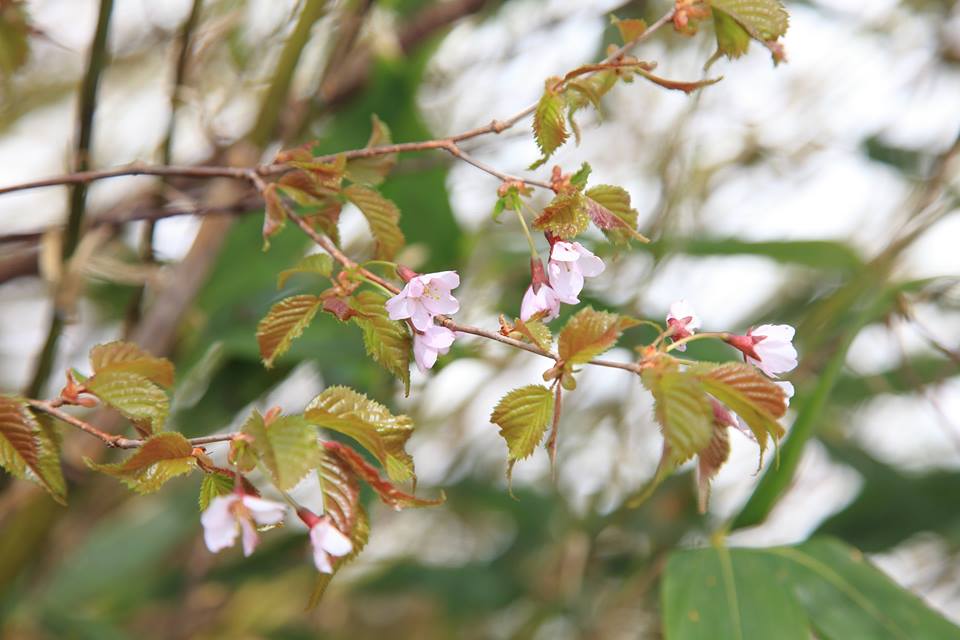 タカネザクラ(高嶺桜)
