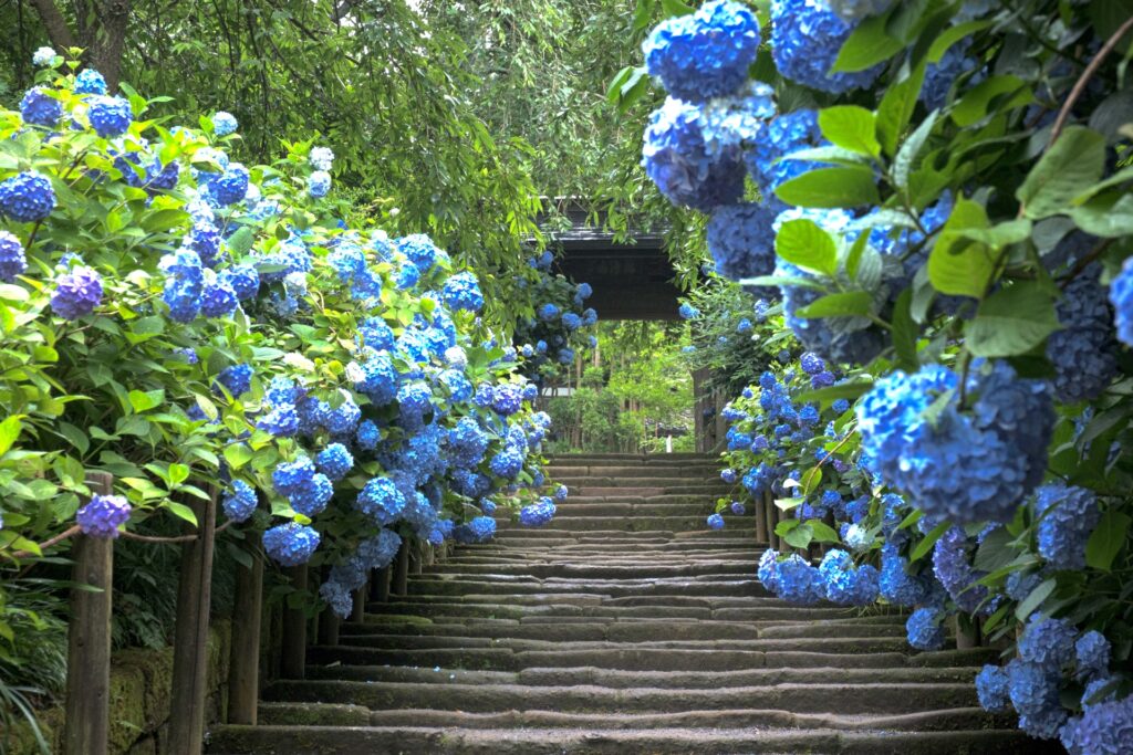 明月院・アジサイ