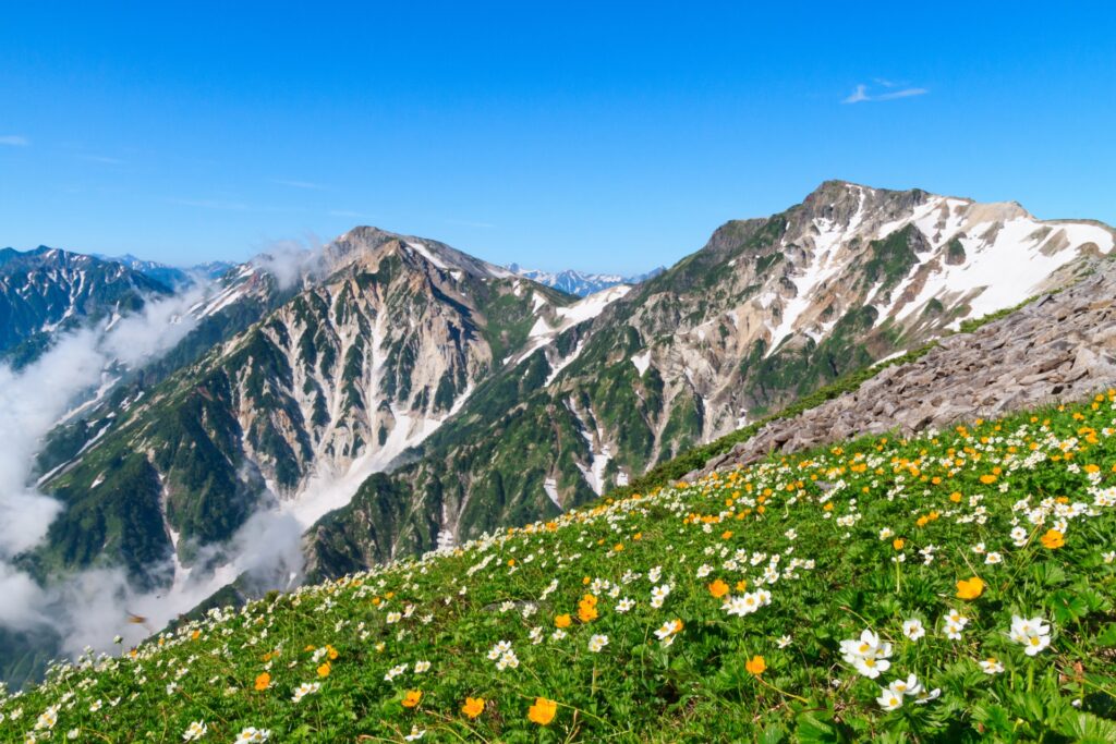 白馬岳のお花畑