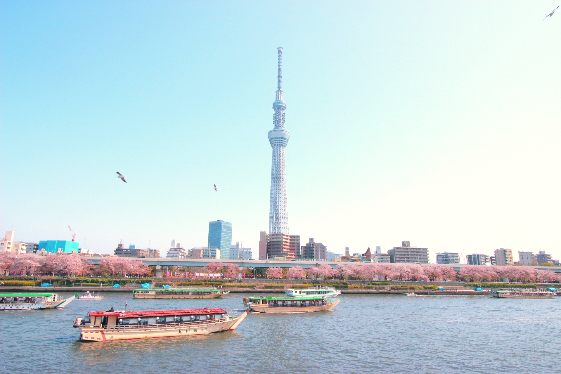 スカイツリーホワイト