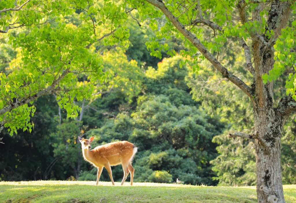 奈良公園