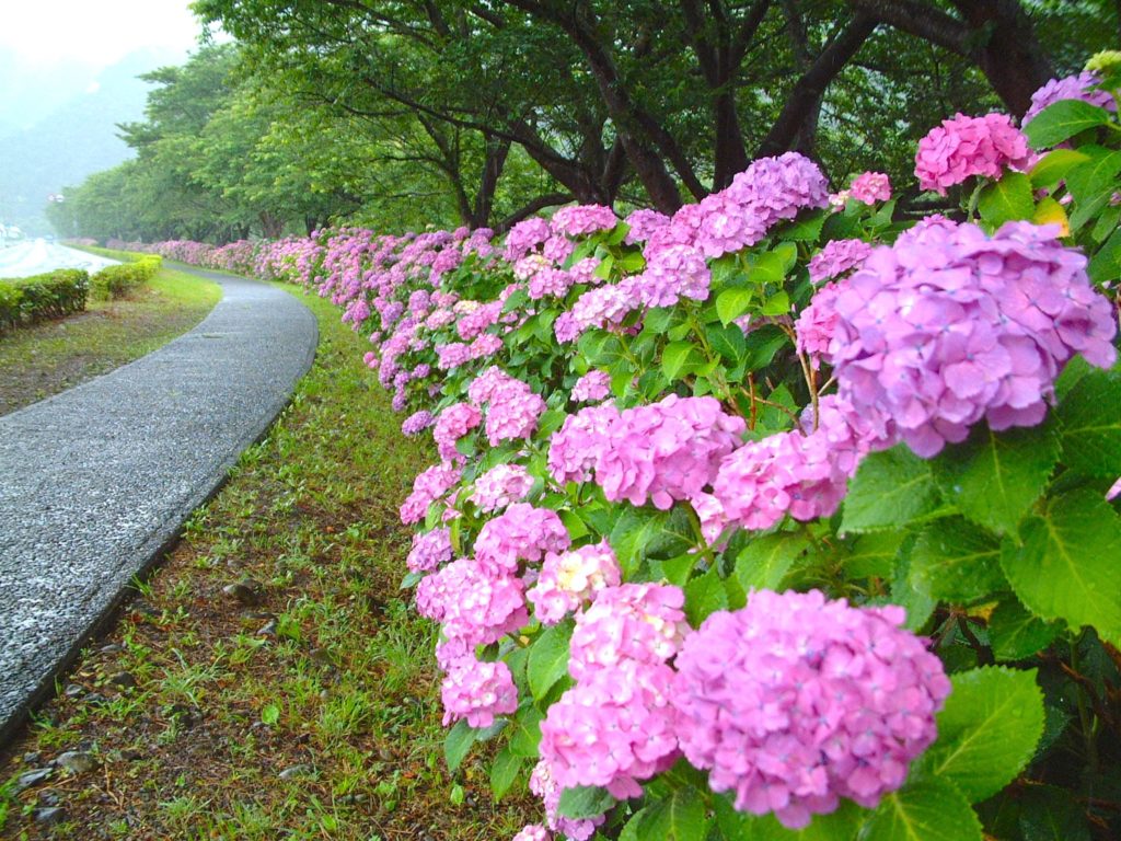 那賀川沿いのあじさい