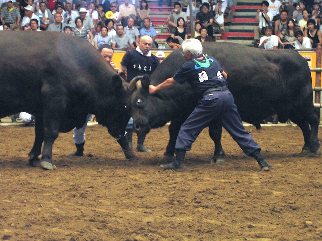 定期闘牛大会和霊大祭場所