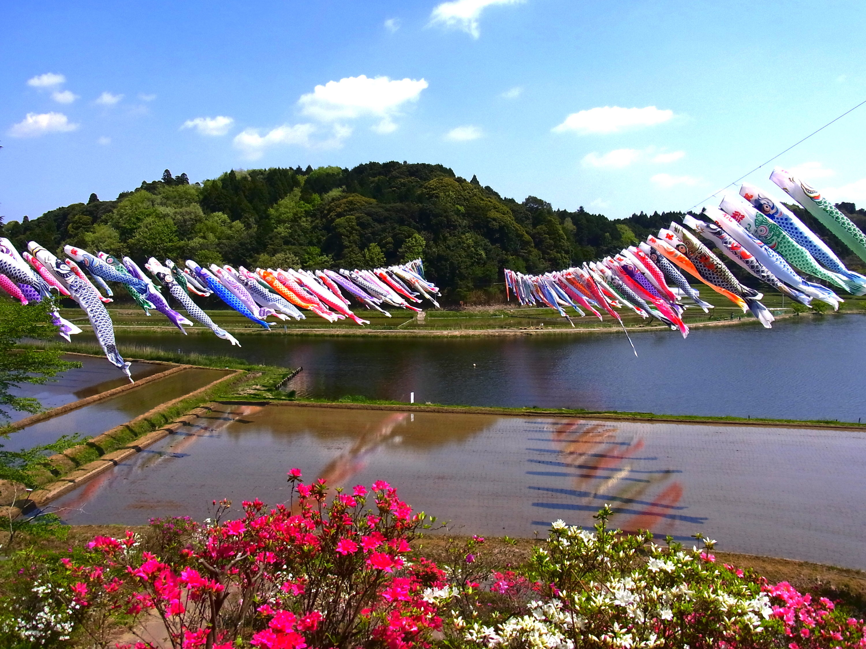 いきいき山田鯉のぼりまつり