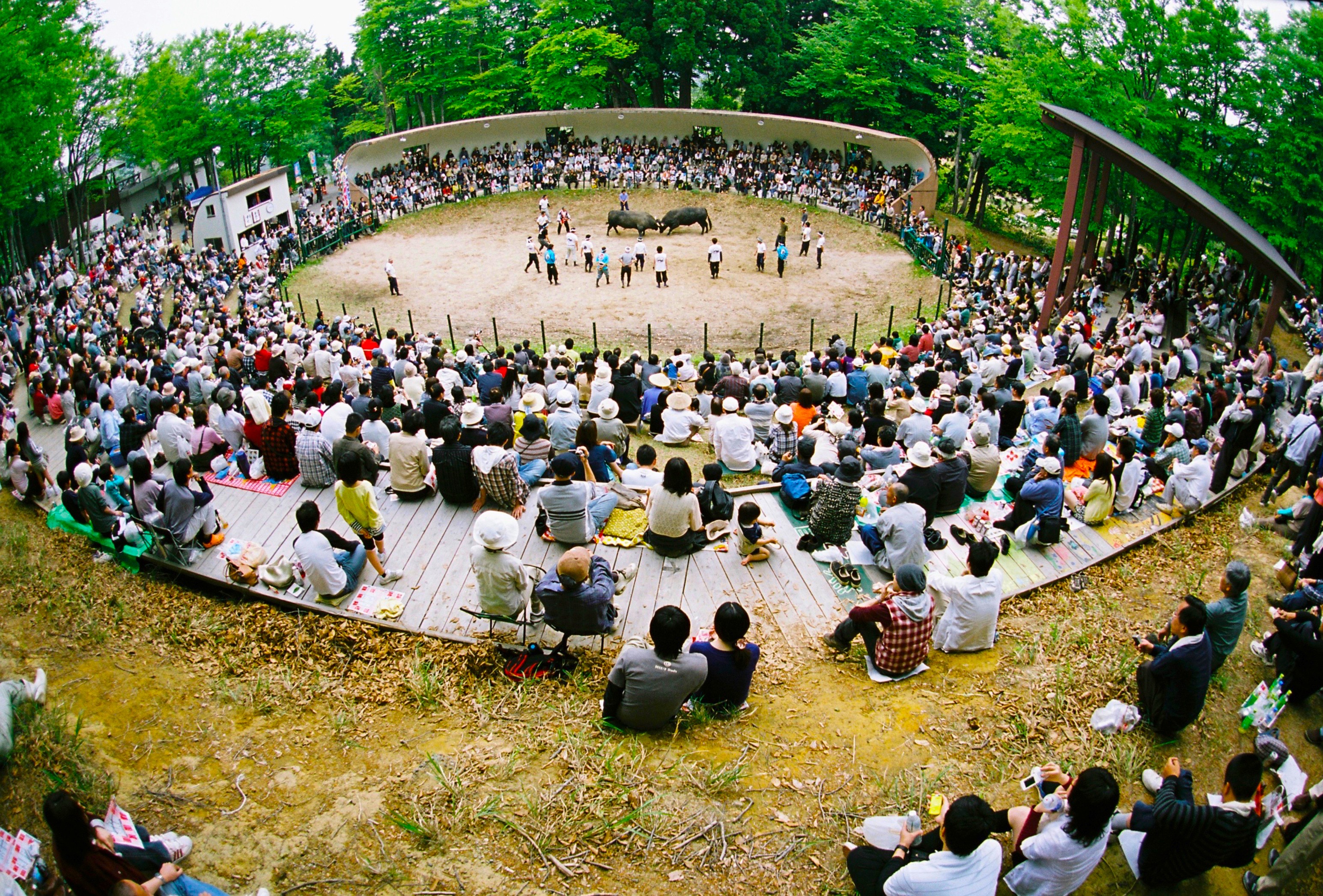 越後山古志の闘牛大会（牛の角突き）