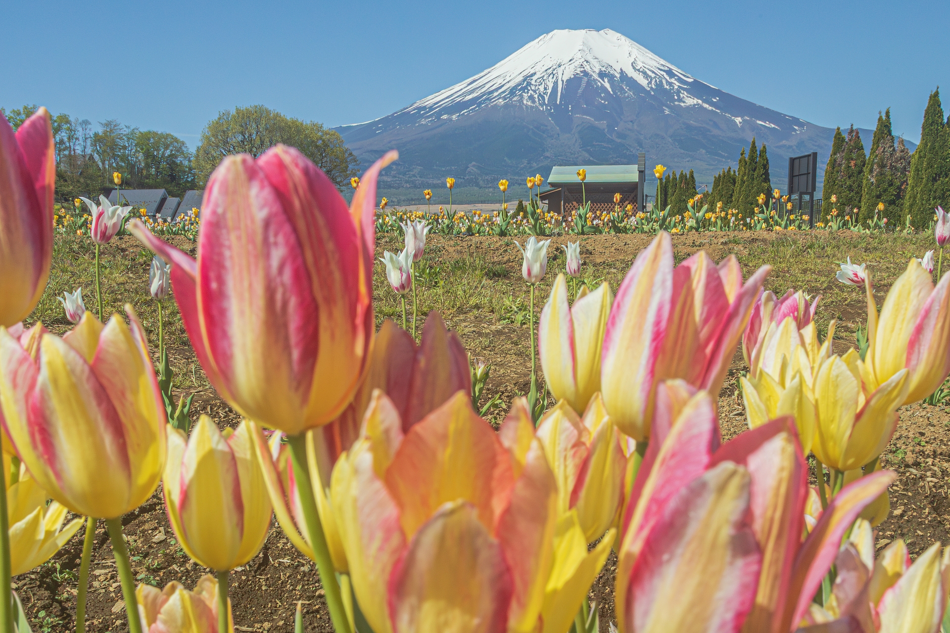 山中湖・花の都公園のチューリップ