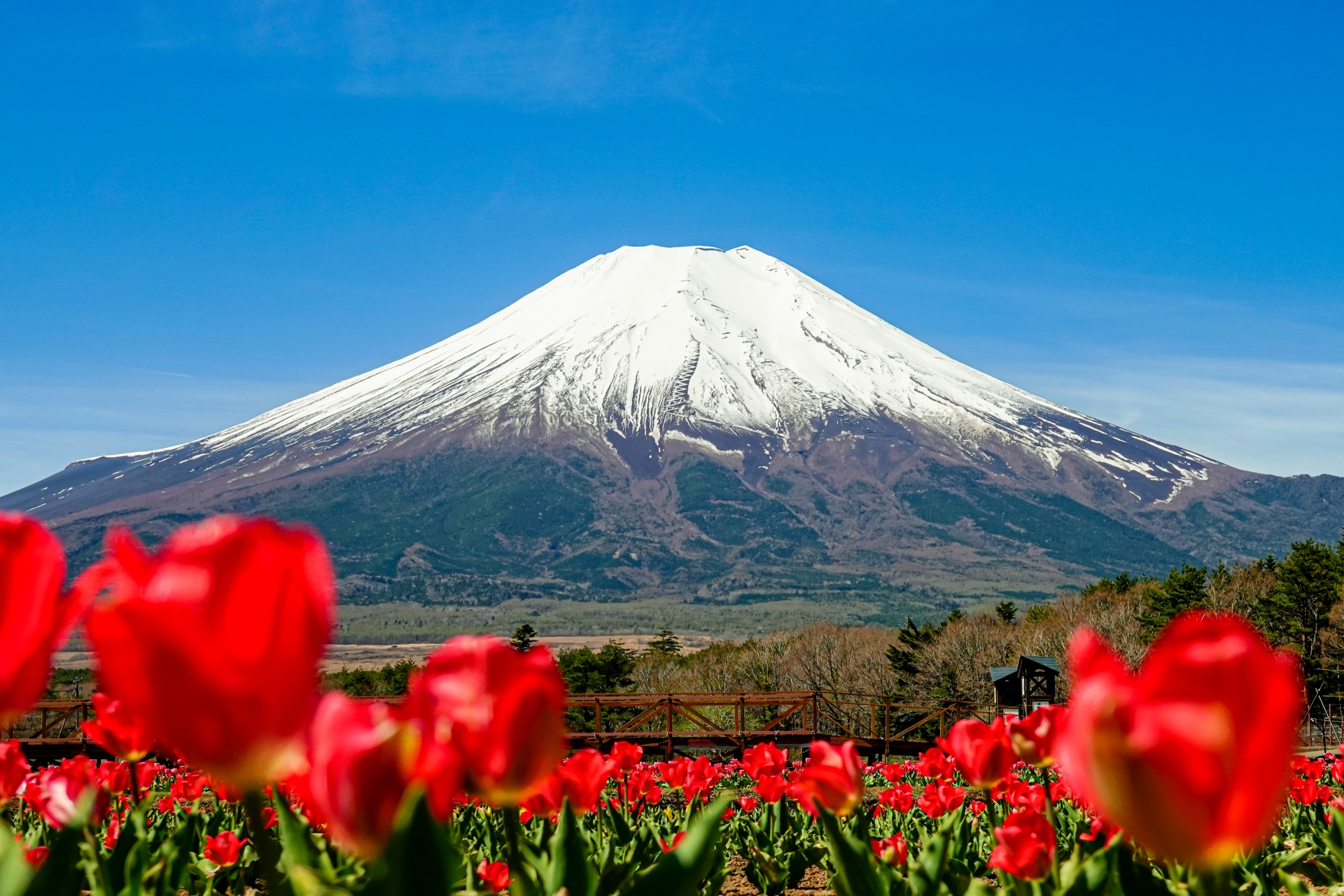 山中湖・花の都公園のチューリップ