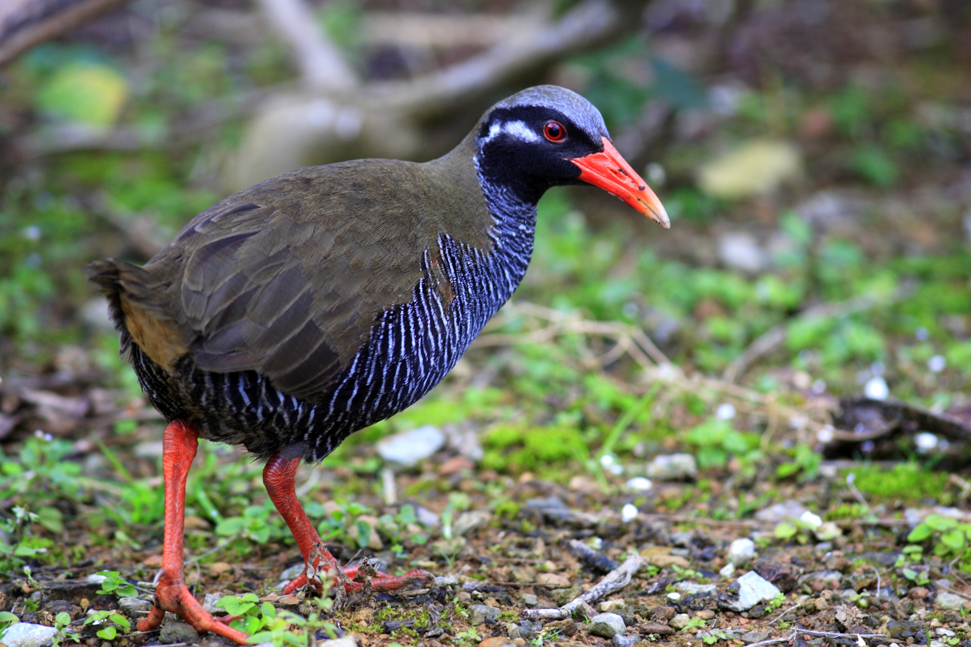 ヤンバルクイナ飛び出し