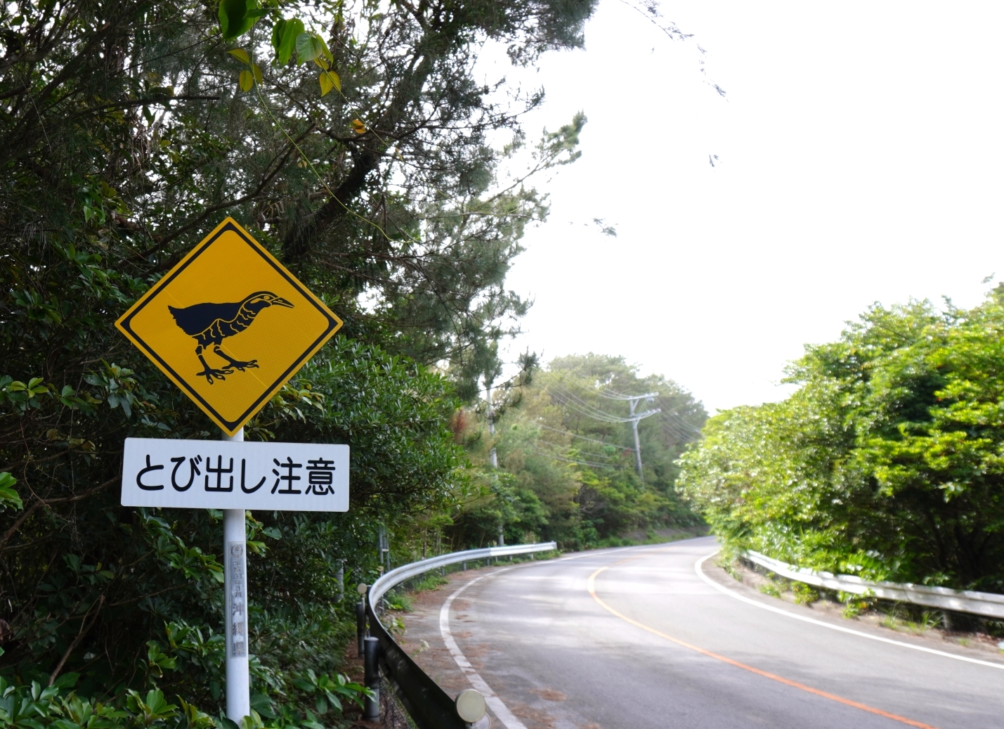 ヤンバルクイナ飛び出し