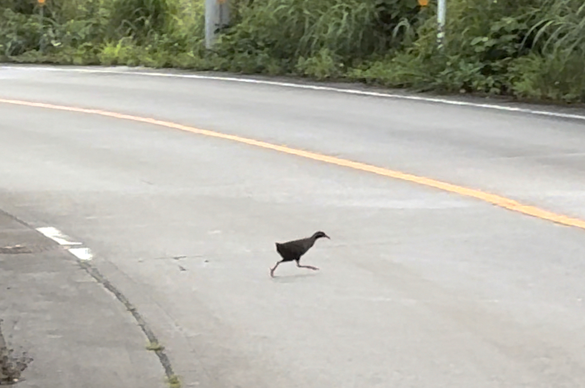 ヤンバルクイナ飛び出し