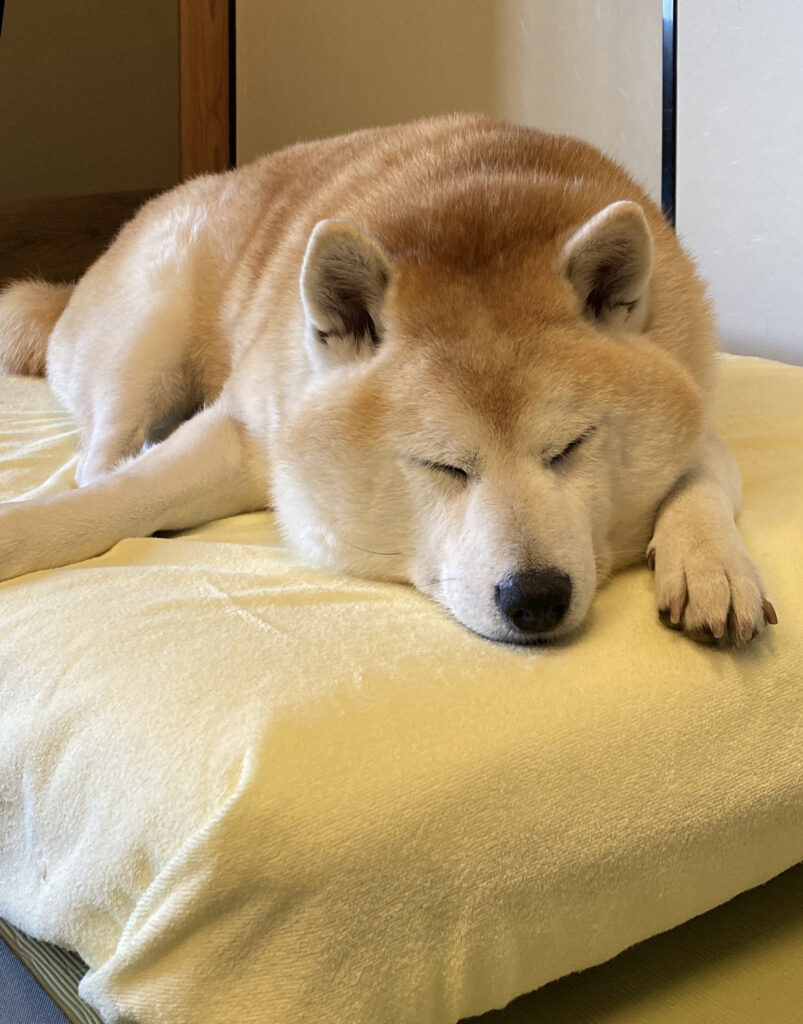 湯快わんわんリゾート 矢田屋松濤園