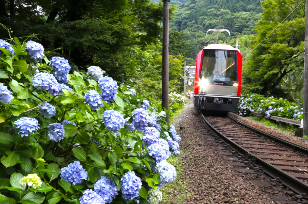 夜のあじさい号