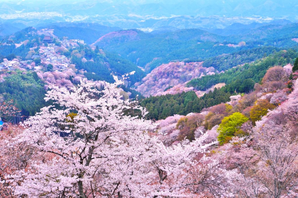 吉野山『桜まつり・桜ライトアップ』｜2024