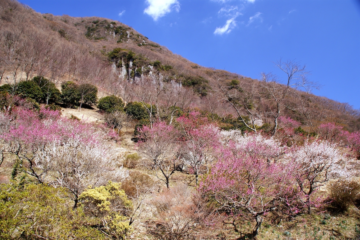 湯河原梅林