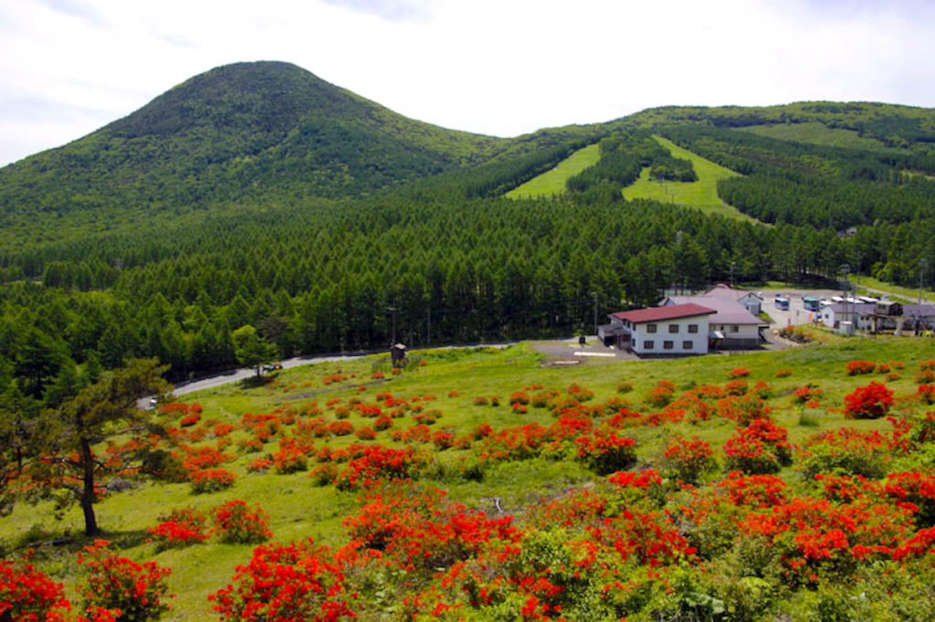 湯の丸高原つつじ祭