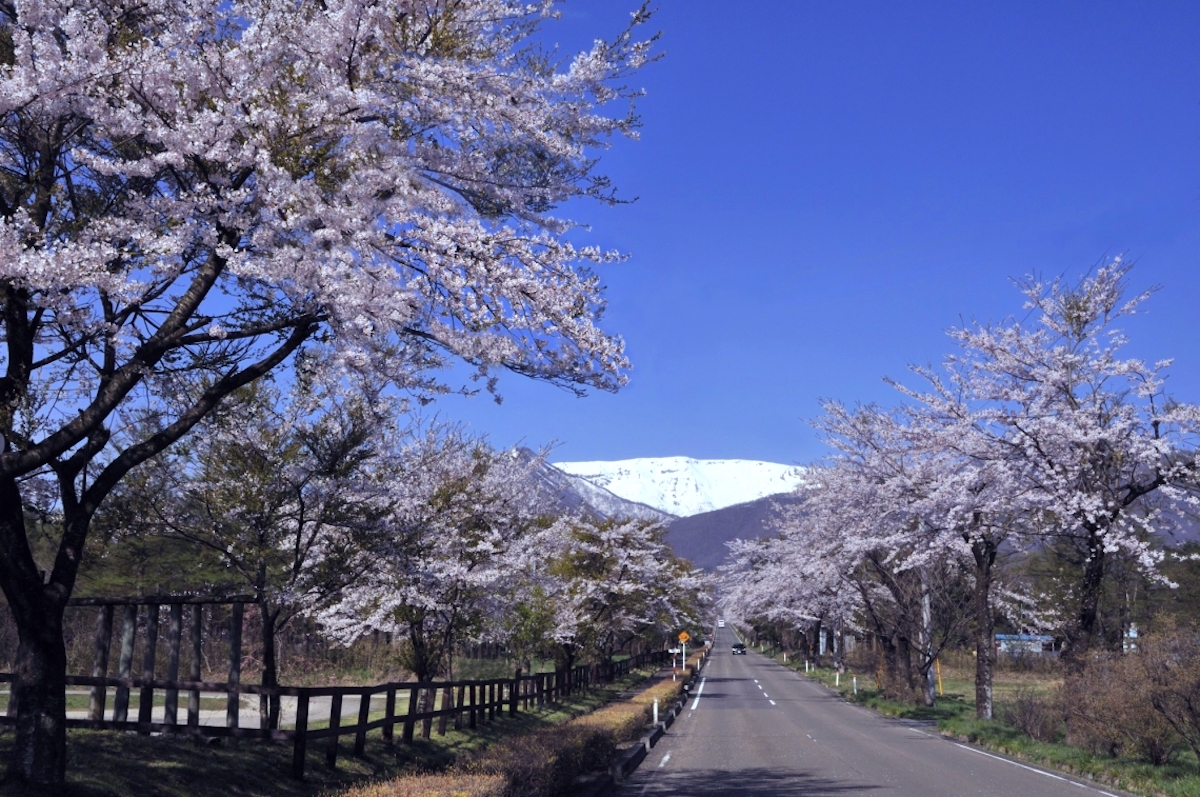 蔵王エコーライン開通/雪の回廊